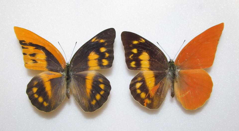Appias zarinda (Sulawesi  Indonesia) gynandromorphs (Internet Image property of respective owner, non-commercial use only)